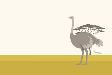 Fototapeta premium Flat vector illustration of a tall ostrich bird standing proudly in a flat dry desert savanna landscape view, nature concept