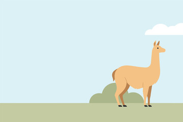 Obraz premium Flat vector illustration of a fluffy brown wild llama standing peacefully in a bright green pasture field, nature concept
