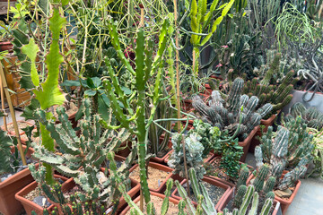 Fototapeta premium Various species of cacti displayed in terracotta pots arranged in a greenhouse with bright natural light illuminating the vibrant green plants