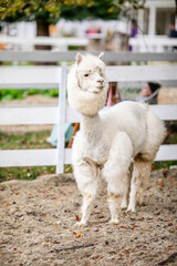 Fototapeta premium White alpaca grazing beside white fence in sandy outdoor paddock