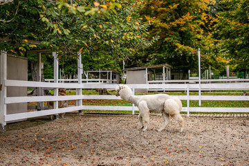Fototapeta premium White alpaca portrait looking at camera from behind white fence in animal enclosure.