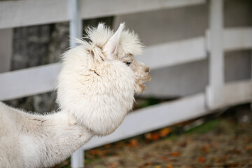 Fototapeta premium White alpaca close up portrait with fluffy head and long neck near white fence.