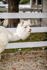 Fototapeta premium White alpaca grazing beside white fence in sandy outdoor paddock