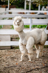 Fototapeta premium White alpaca standing in sandy paddock with blurred farm background and white fence.