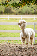 Fototapeta premium White alpaca portrait looking at camera from behind white fence in animal enclosure.