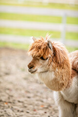 Fototapeta premium Brown alpaca with fluffy orange hair looking over white wooden fence in farm enclosure.