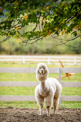 Fototapeta premium White alpaca standing in sandy paddock with blurred farm background and white fence.