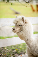 Fototapeta premium White alpaca standing in sandy paddock with blurred farm background and white fence.