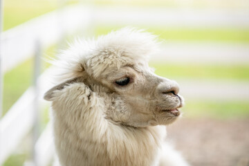 Fototapeta premium White alpaca standing in sandy paddock with blurred farm background and white fence.