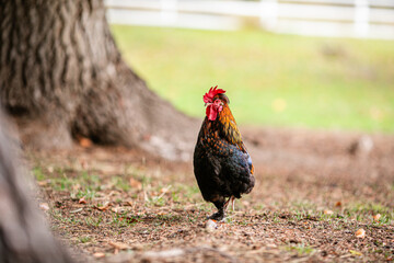 Colorful rooster walking on ground near tree with soft green blurred background. © Lena May