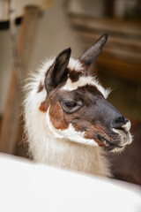 Fototapeta premium Black and white llama looking at camera from behind white wooden fence.