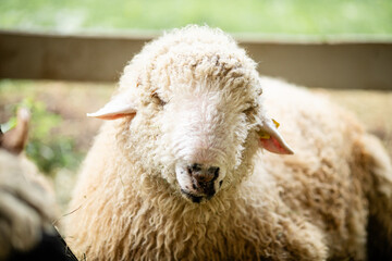 Close up portrait of woolly sheep with curly fleece in farm enclosure. © Lena May