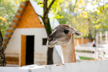 Obraz premium Curious lama portrait with soft green forest background.