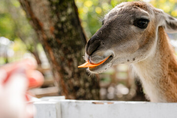 Obraz premium Lama closeup eating carrot from hand in sunlit enclosure.