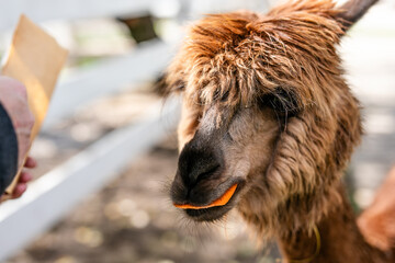 Fototapeta premium Brown alpaca closeup eating carrot from hand in farm enclosure.