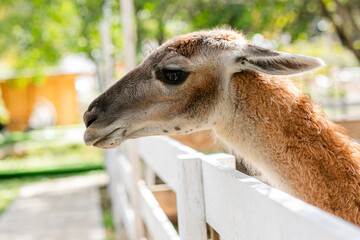 Curious lama portrait with soft green forest background. © Lena May