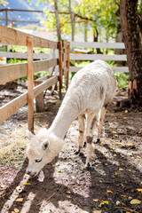 Fototapeta premium White alpaca grazing near barn and bucket in muddy farm pen.