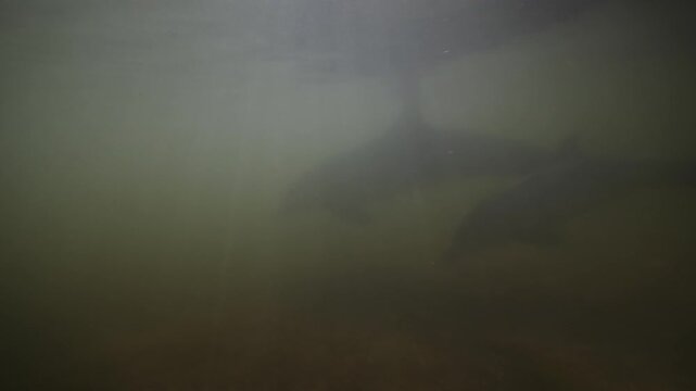 Underwater coastal wildlife scene with two dolphin mammals partly visible in shallow murky water, one dark shape near upper center and brighter body crossing lower right, above sandy
