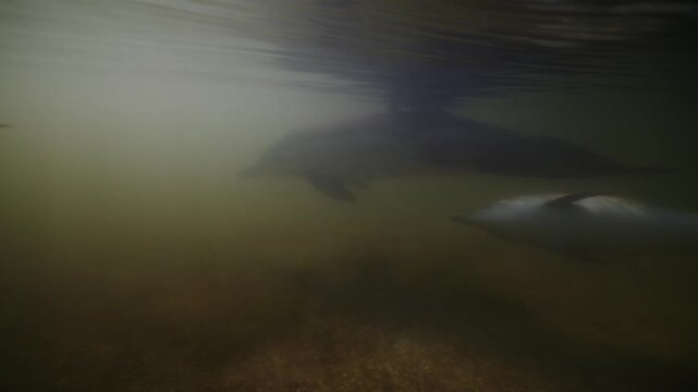 Underwater coastal wildlife scene with two dolphin mammals partly visible in shallow murky water, one dark shape near upper center and brighter body crossing lower right, above sandy