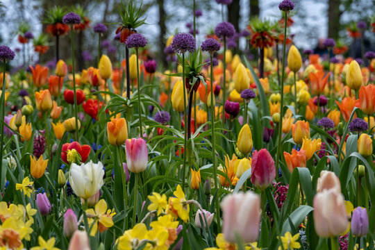 Mixed spring bulbs with allium and tulips at Keukenhof