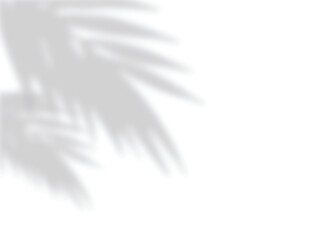 Obraz premium Soft shadow of tropical palm leaves cast on a white wall background.