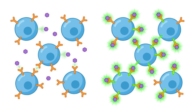 Biological diagram showing antibody binding to cell receptors and immune response activation in a comparative scientific illustration on white background