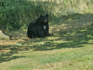 black bear cub © Asim