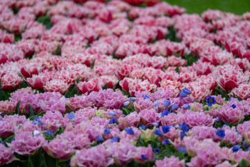 Obraz premium Pink Fringed Tulips with Blue Flowers at Keukenhof