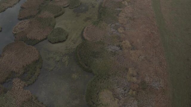 An aerial drone shot captures the intricate natural patterns of brown reed beds and green muddy water channels in a calm marshy wetland landscape during late autumn season.


