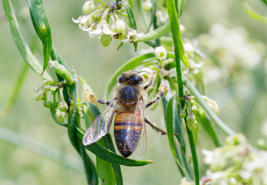 European honey bee perched on a plant at midday.
Abeja mel&iacute;fera europea posada sobre una planta al mediod&iacute;a.