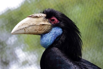 緑の背景のシワコブサイチョウのアップ © osaru_photos