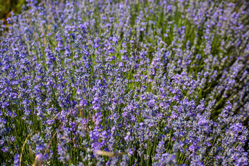 Obraz premium A dense cluster of blooming lavender bushes photographed close up, with tall green stems and purple flowers filling the frame against a blurred green background
