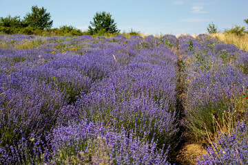 Obraz premium Rows of blooming purple lavender stretch across a field toward a tree line under a clear blue sky, with a dirt path visible between the dense bushes in bright sunlight