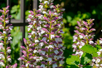 Obraz premium Selective focus of purple white flowers Acanthus spinosus with green leaves in the garden, The spiny bear's breech is a species of flowering plant in the family Acanthaceae, Natural floral background.