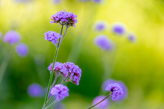 Selective focus of purple Purpletop vervain flowers in the garden, Verbena bonariensis or Argentinian vervain is a member of the verbena family cultivated as flowering plant, Nature floral background.