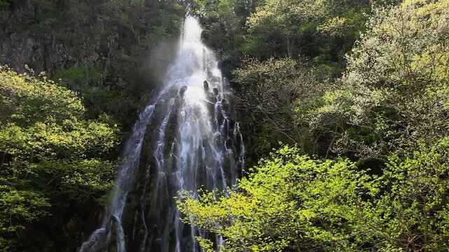 新緑と樽滝