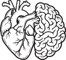 Naklejka premium Anatomical Human Heart and Brain Side by Side, Medical Science Line Art Style black and white vector illustration