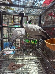 Obraz premium A distinct back view photograph of two demoiselle cranes inside a steel mesh enclosure at an outdoor market showcasing their long grey tail feathers