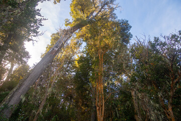 Fototapeta premium View of some arrayan trees at the Parque Nacional Los Arrayanes (Los Arrayanes National Park) - Villa La Angostura, Argentina