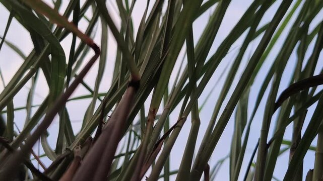 Tall Green Leaves Viewed From Below Outdoors