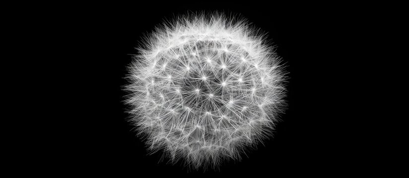 Detailed close-up of a fluffy white dandelion seed head against a black background
