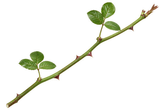 Green rose stem with sharp thorns and fresh leaves.