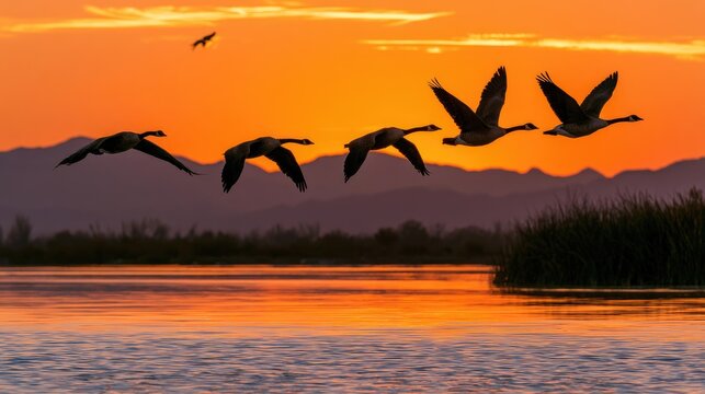 Silhouetted geese fly in formation over water at fiery sunset