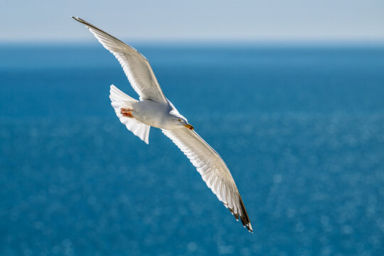 European Herring Gull, Larus argentatus, bird in flight, England, Europe