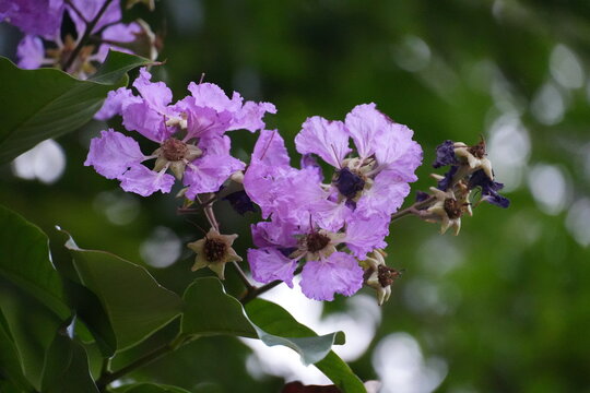 Banaba Flower or Queen's Flower from Bungur Tree with blur background. December, 2025