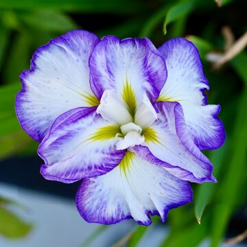blue and purple iris flower