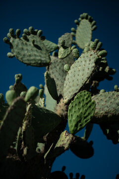 Paletas de nopal contra cielo azul oscuro con iluminaci&oacute;n dram&aacute;tica