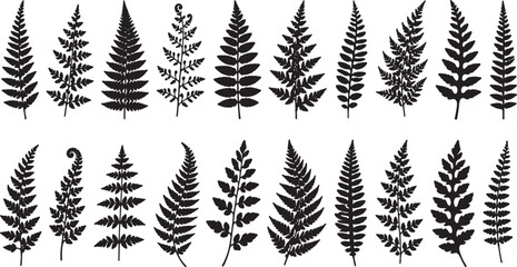 collection of various fern leaf silhouettes on white background © LaxmiRani