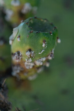 Insectos de cochinilla en brote de nopal de cerca, fotograf&iacute;a macro