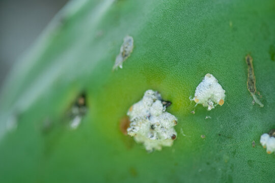 M&uacute;ltiples colonias de cochinilla dispersas por la superficie de paleta de nopal